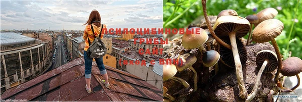 ГАЛЛЮЦИНОГЕННЫЕ ГРИБЫ Пересвет
